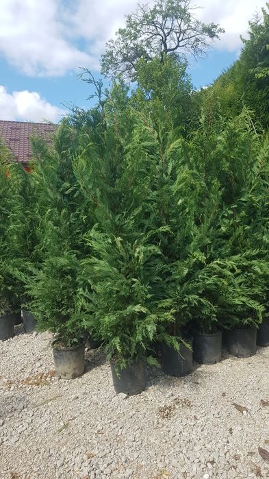 Tuia leylandii uriași la înălțimea de 2m-4m/ calitate extra