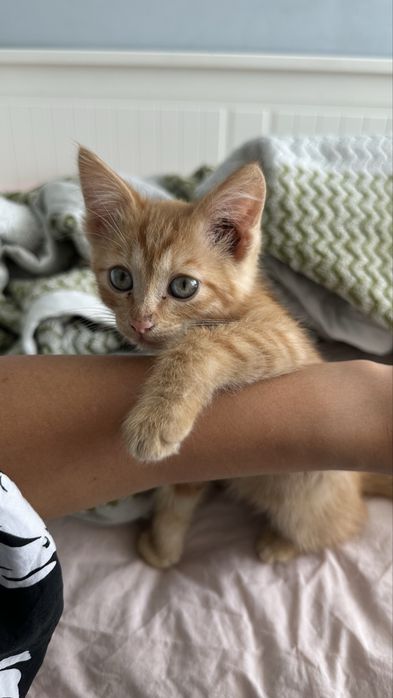 Отдам рыжего котенка