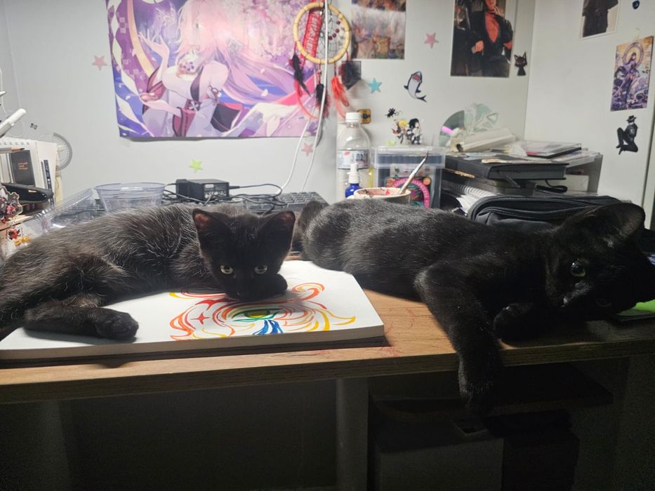 Котенок в хорошие руки
