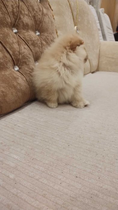 Продава порода немски шпиц