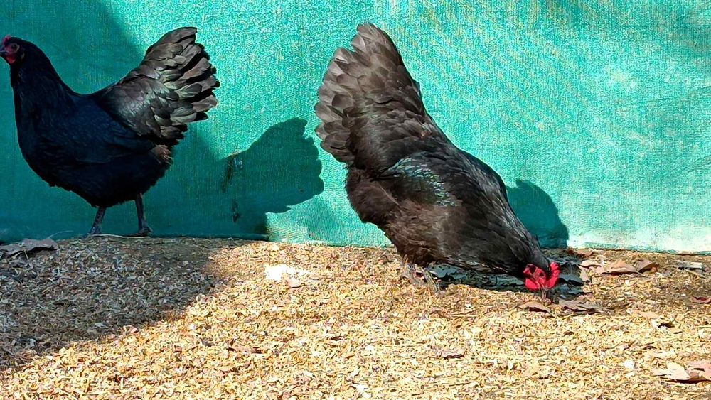 Австралорп руминя продаю яйцо 25.-30. тисч ...