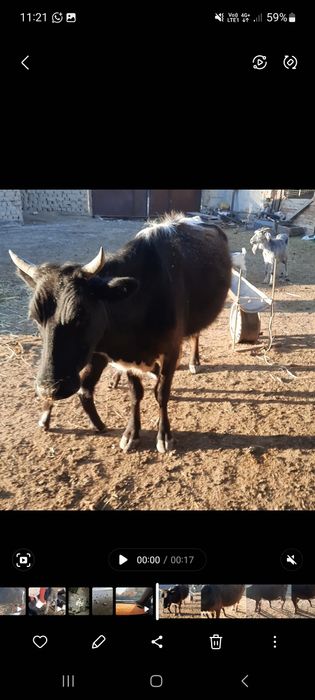 Сауын сиыр сатылады