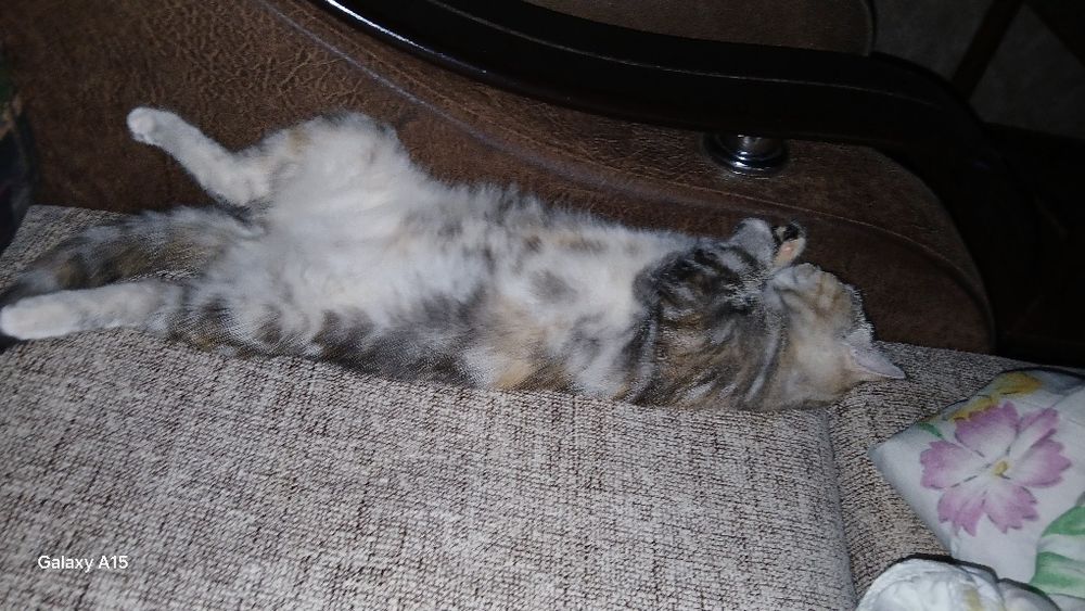 Отдам в добрые руки кошечка дев