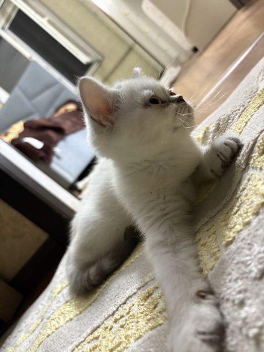 Пролаю котенка -британец