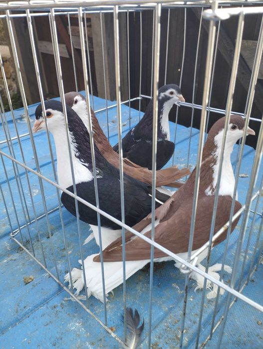 Vând Fazani / găini / porumbei de rasa