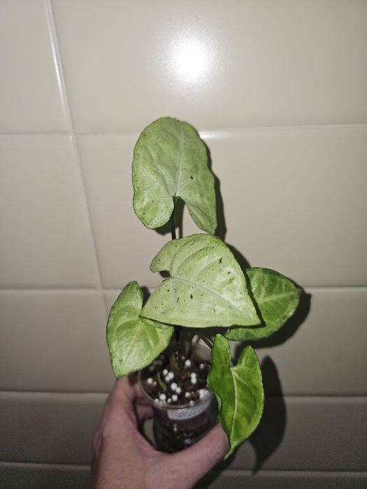 Сингониумы сортовые