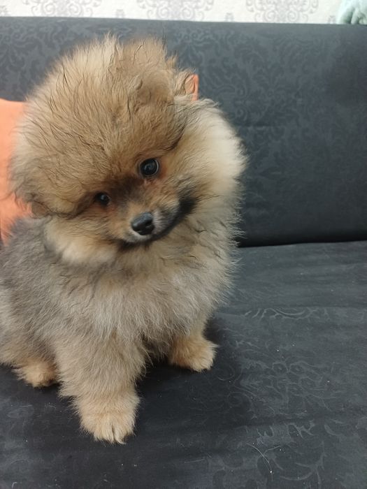 Померанский шпиц