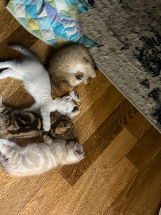 Продается котята