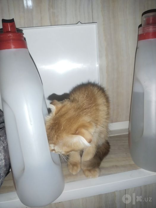 Котёнок 2 месячный