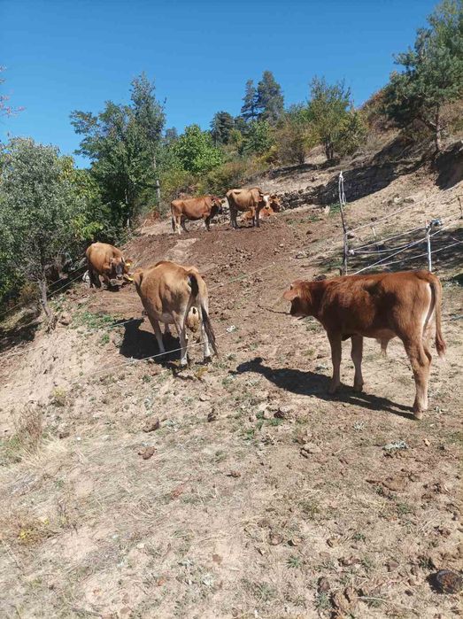 Продавам овце и крави
