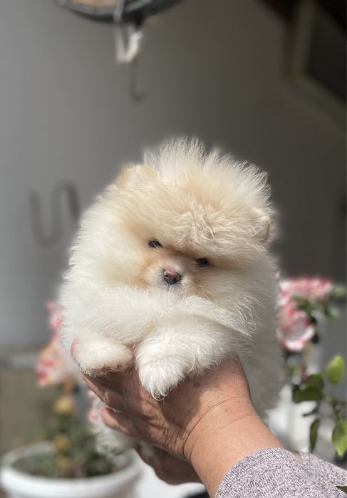 Померан мини