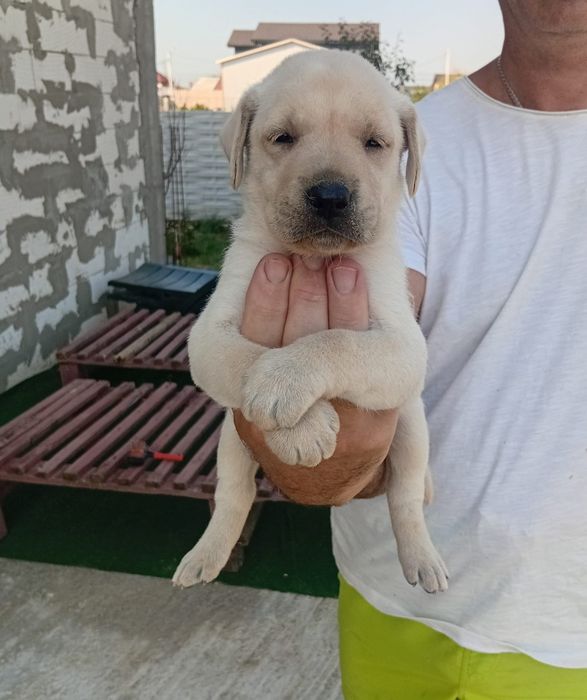 Pui Labrador Golden