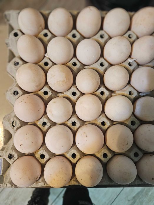 Продавам разплодни  яйца от Каки Кембъл