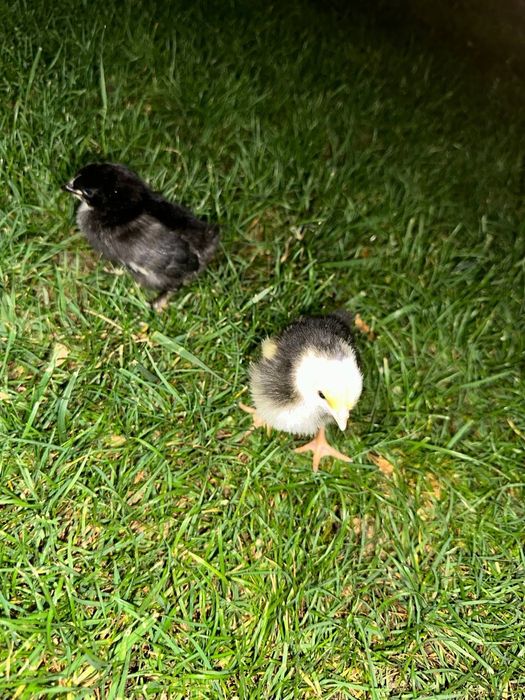 Broller Jojala sotuvda mavjud