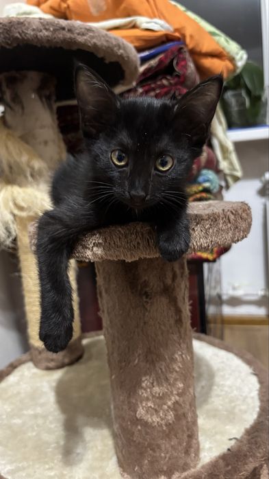 Котенок 1,5месяцев