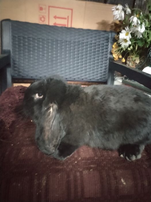 Iepuri berbec german