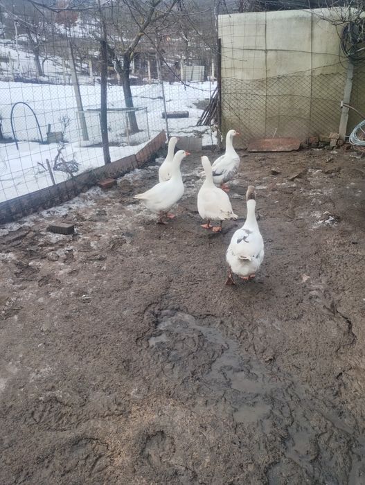 Vând gâște doua gâște și un gascan