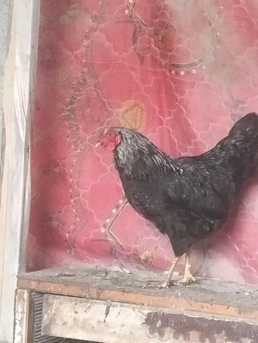 Қораз.тауық. петух. Куры.