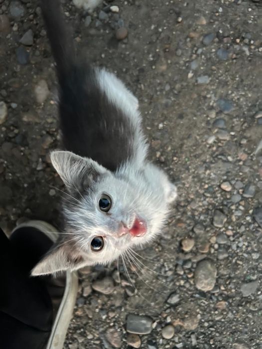 Отдам котят бесплатно