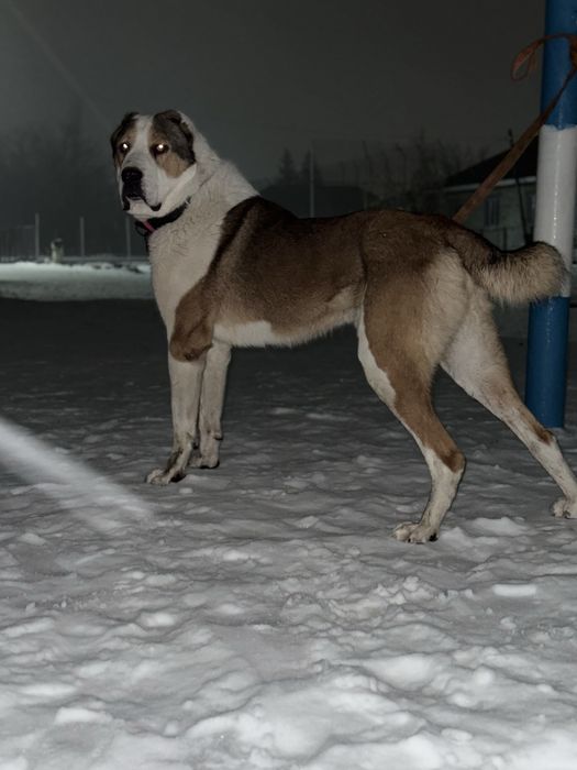 Ит жоғалды.Пропала собака САО.