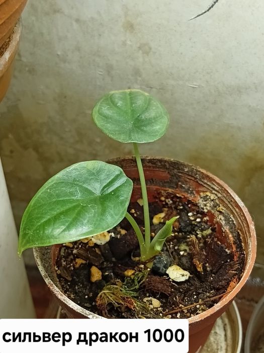 Детки алоказий продам