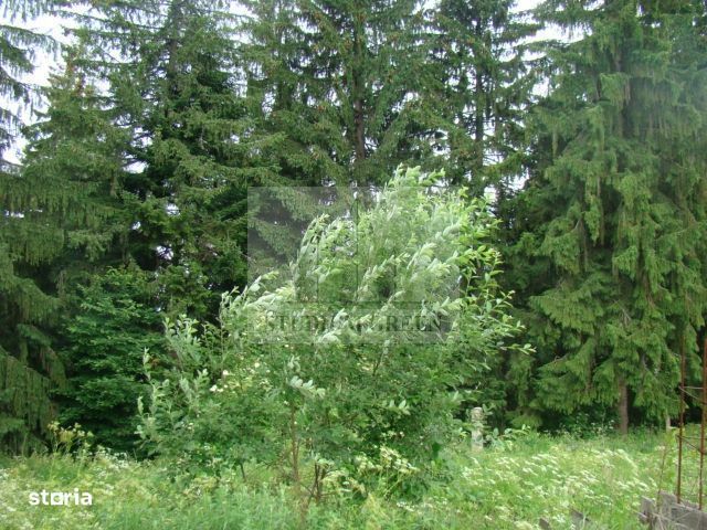 Proprietar vand 7059 mp de vanzare in Predeal- str. Schiorilor/Cioplea