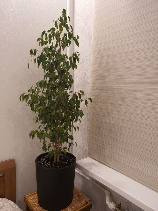 Фикус Бенжамина на продажу