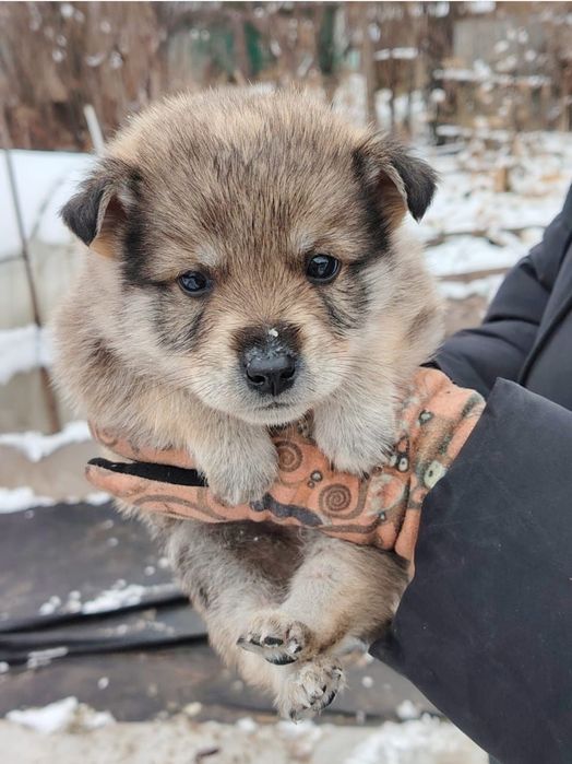 Отдам щенка в добрые руки