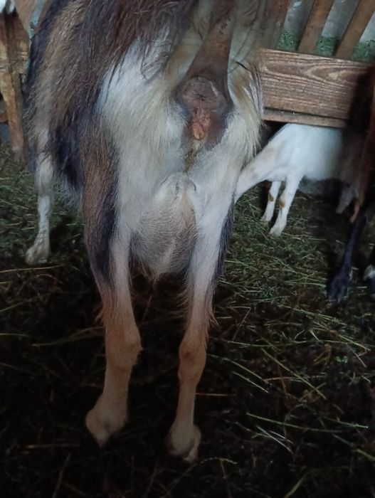 Capră metis de togenburg cu carpatina