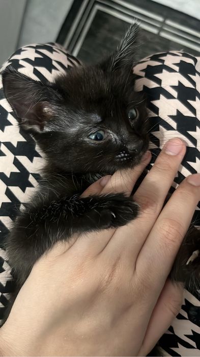 котенок девочка 1.5 месяца