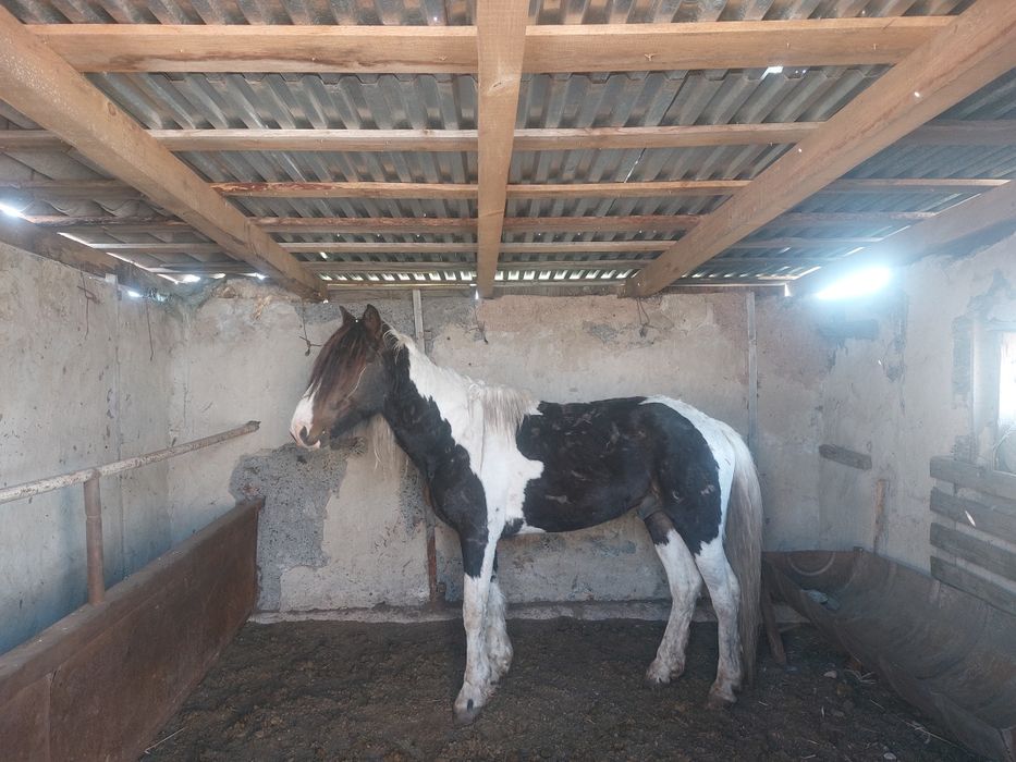 Қазақи айғыр. Бес жасар