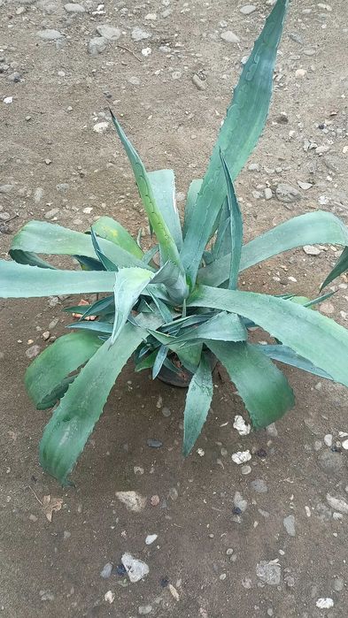 Agave  americana