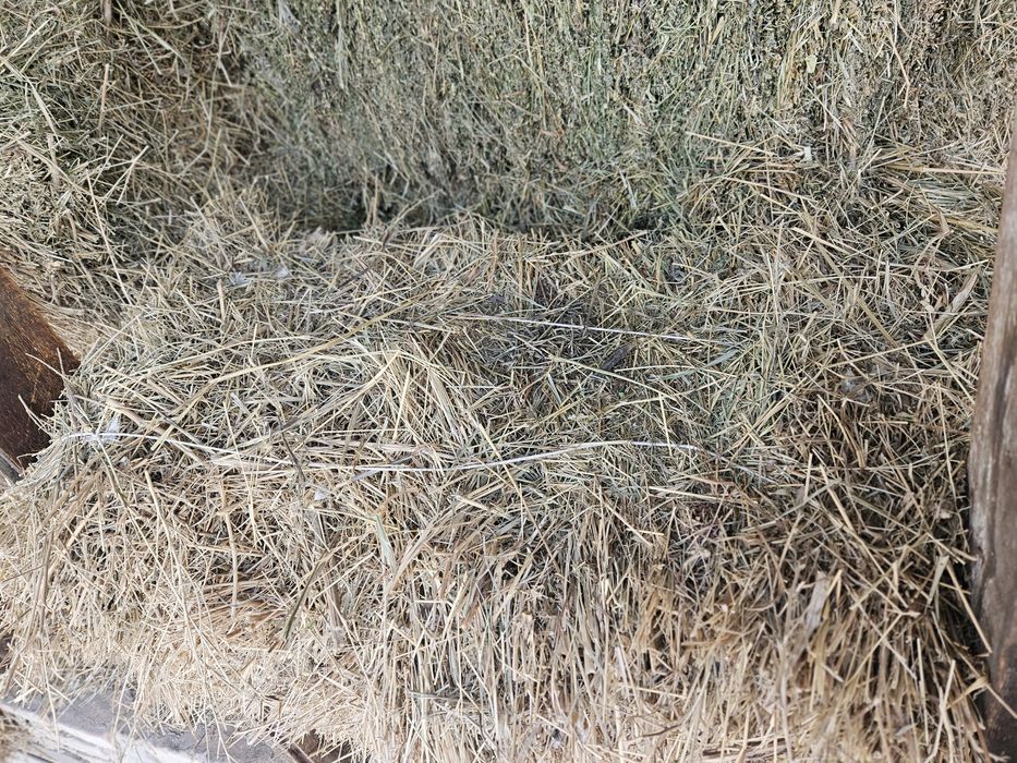 Тюки клевер суданка