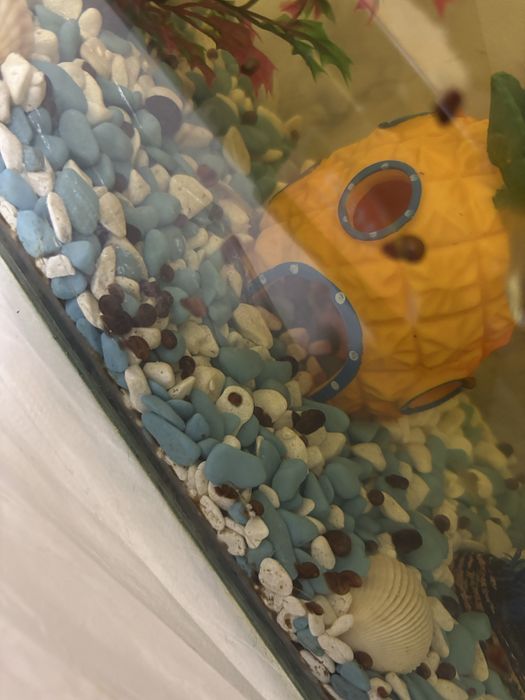 Отдам улиток катушки