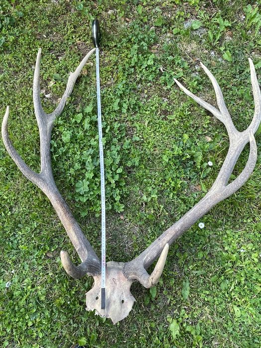 Рога от елен лопатар
