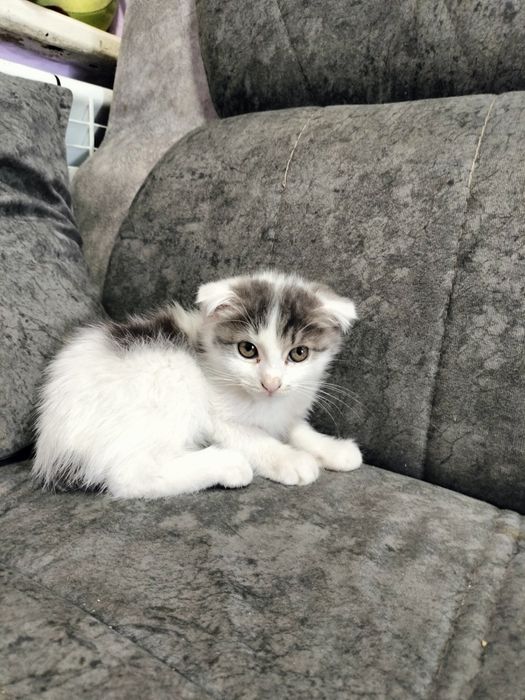 кошечка девочка завут Белла два месяца