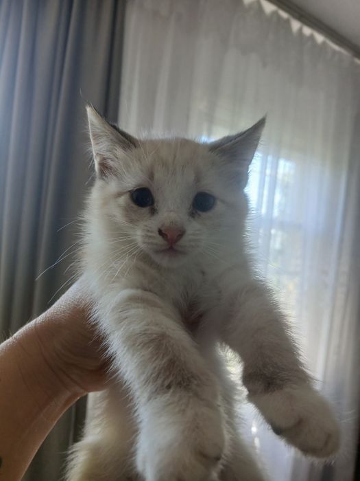 Отдам хорошеньких котят