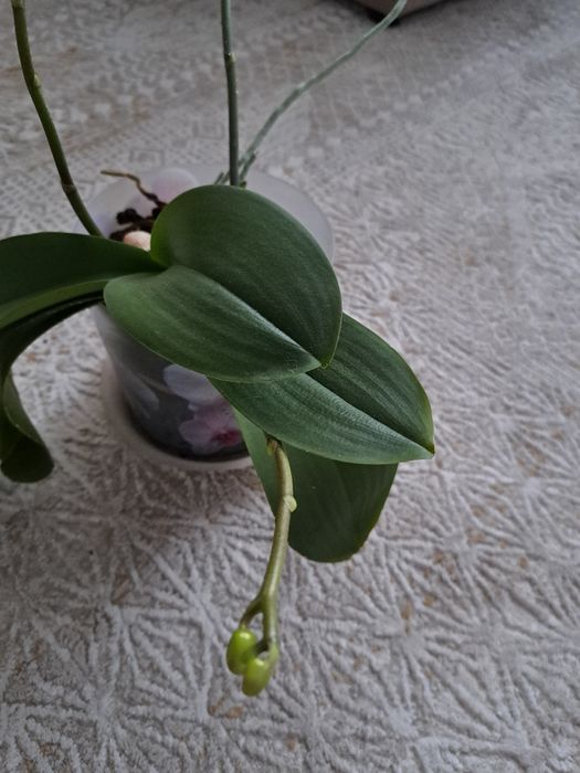 Продам орхидеи.каждая по 5000