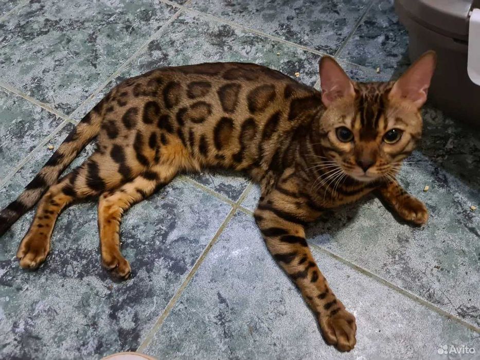 Bengal вязкага мушуг киз мушукларн таклиф килади паспорти бор тоза кон