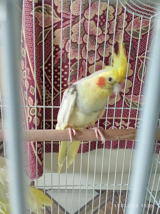 Кареллы попугай есть мальчики и девочки