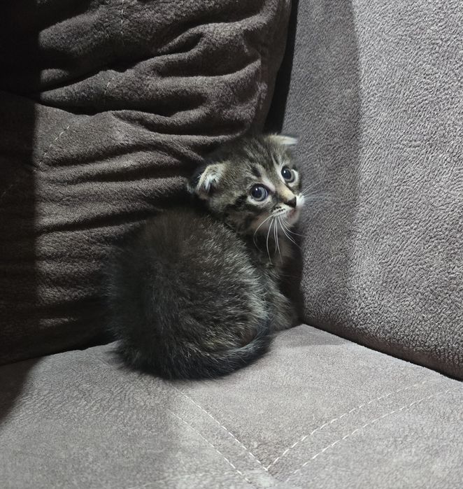Шотландец.мальчик.