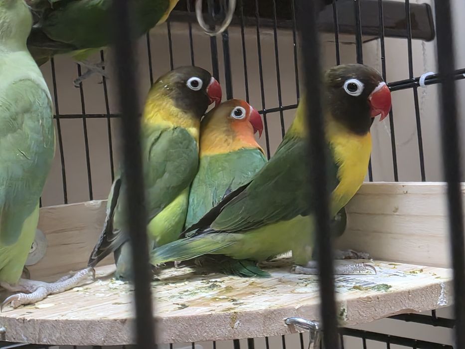 Попугай неразлучник