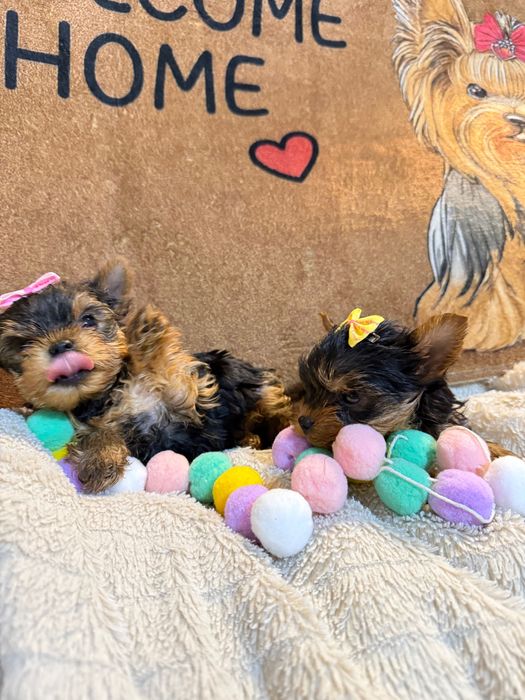 Йорки/Йоркширски териер