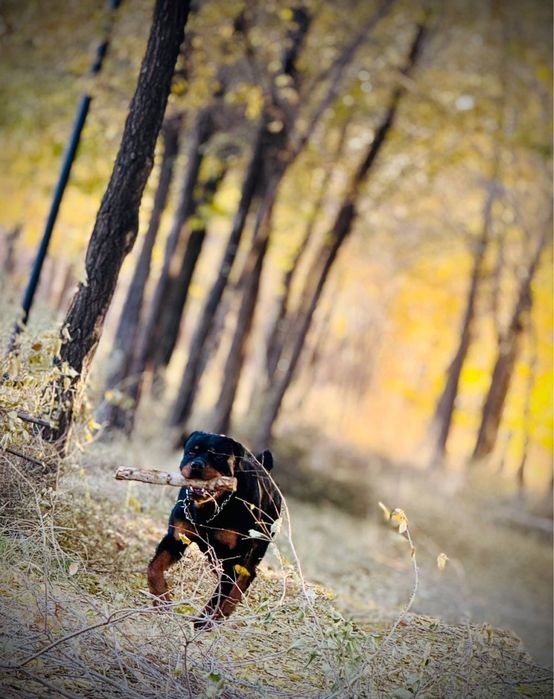 Дрессировка собак