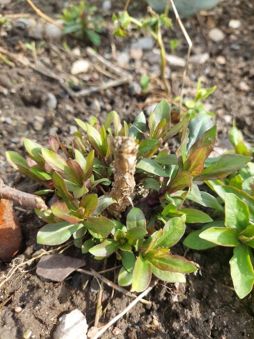 Флокс многолетник