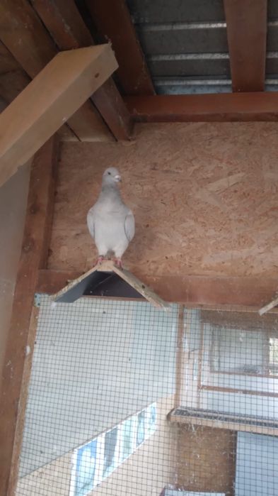 Porumbei voiajori standard de vanzare