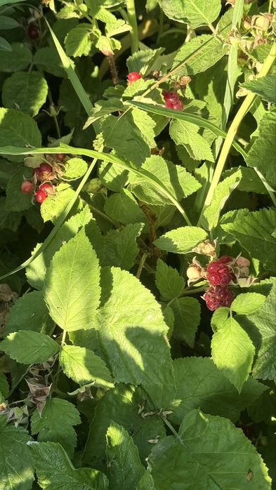 Домастроительде (Бумажник) дача сатылады