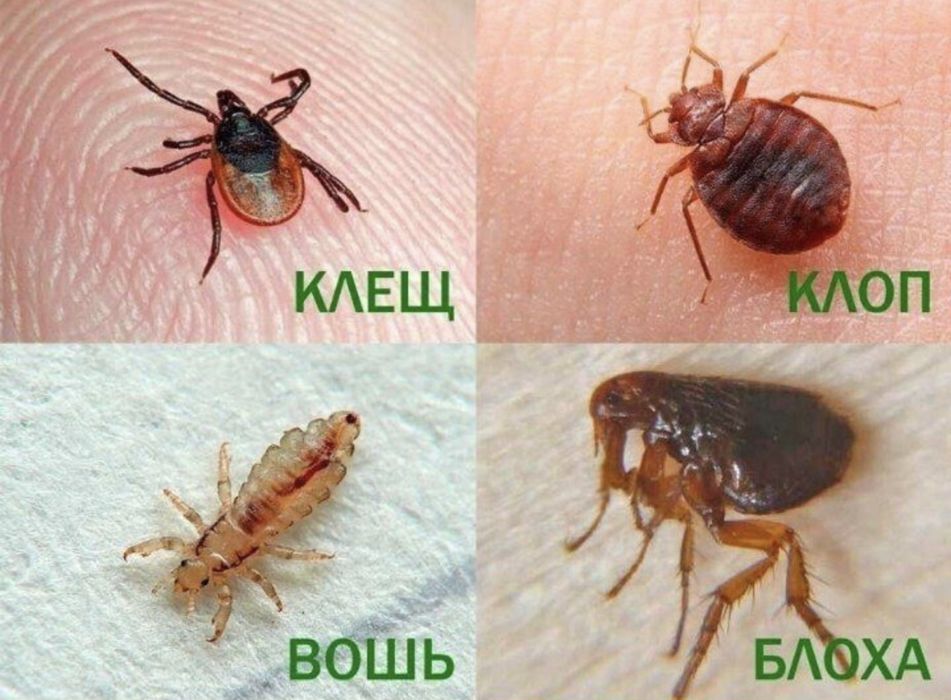Дезинфекция дезенфекция dezinfeksiys dizenfeksiya dezenfeksiya