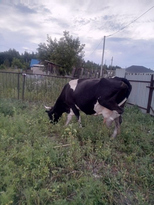 Продам корову с теленком