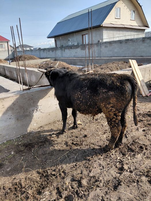 Продам бычка! На откорме